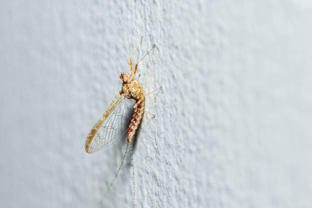 mayfly butterfly . colorful photo of wildlife. macro photo of an insect. close-up. space for text. mayfly. butterfly. Ephemera vulgata. Ephemeridae.
