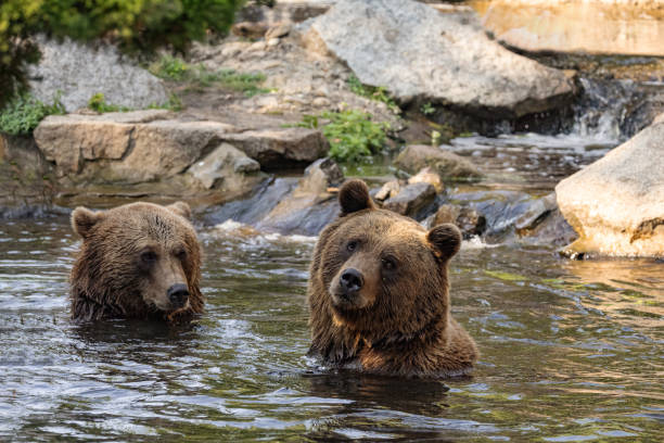 two Wild brown bear ,ursus arctos playing in the water