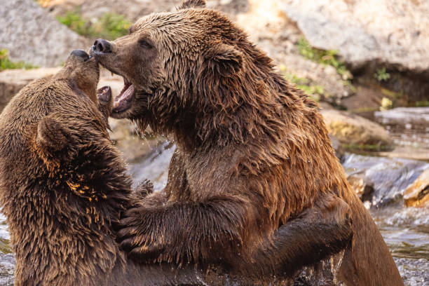 istock two Wild brown bear ,ursus arctos playing 2179514693