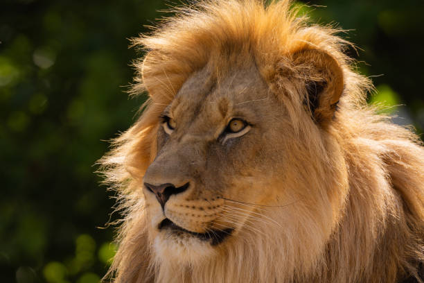 istock closeup image lion's head. expression is calm and majestic 2179515308