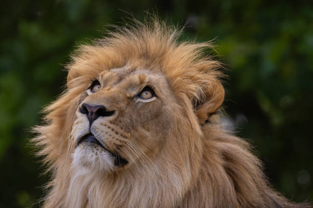 istock closeup image lion's head. expression is calm and majestic 2179515310