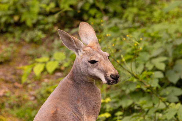 istock Portrait of an Australian medium sized kangaroo in selective focus 2179515328