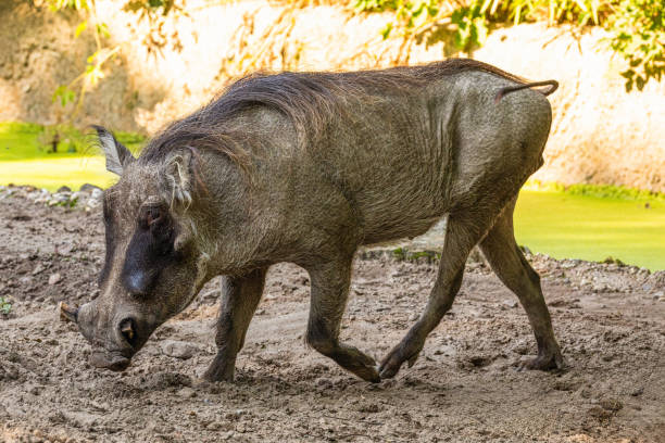 istock common warthog, standing very near by 2179515513