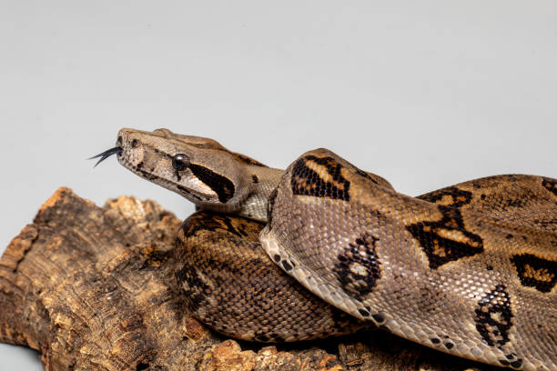 istock Boa Constrictor Snake on Grey Background - Exotic Reptile 2179515544