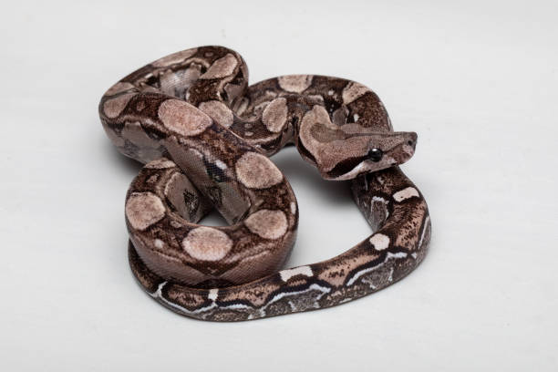 istock Baby Boa Constrictor Snake on Grey Background - Exotic Reptile 2179515551