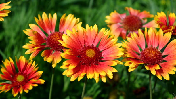 istock Blanket flowers (Gaillardia) in wide format shot 2179520583