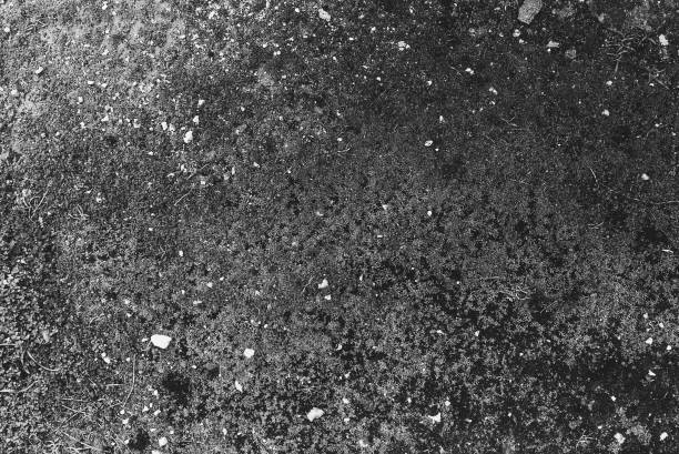 Ground Texture Natural Top View Black And White Photo