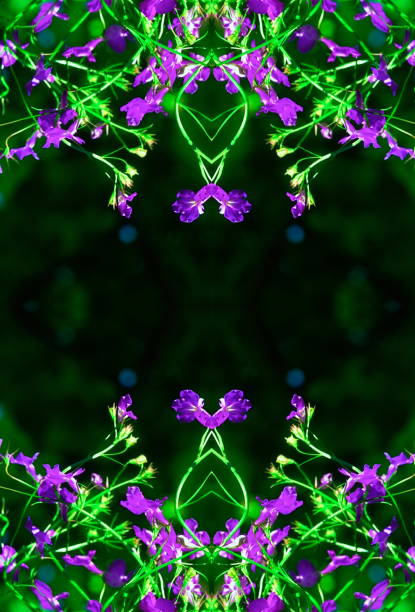 Flower Pattern Symmetrical Close-up Green Purple Nature Artistic