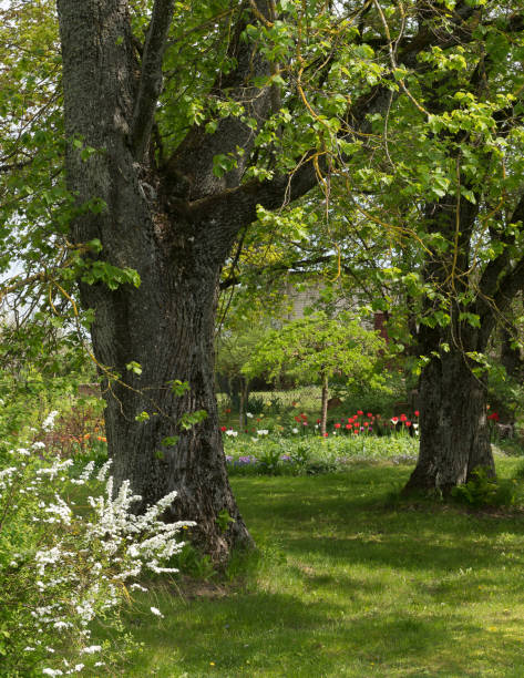 istock Linden trees in the garden 2179523414