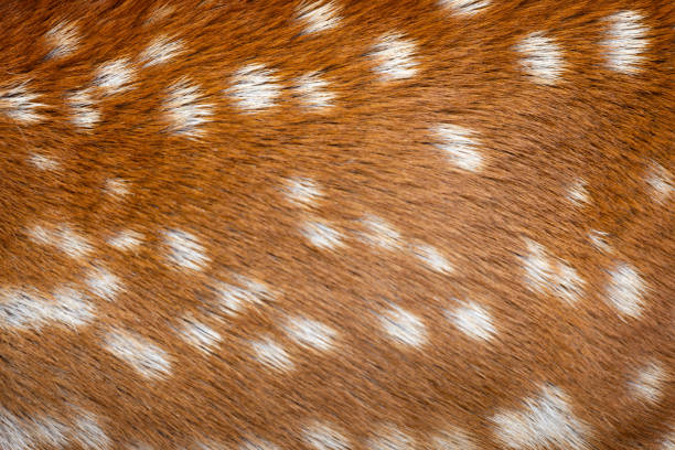 Animal pattern. Deer fur close up photo.