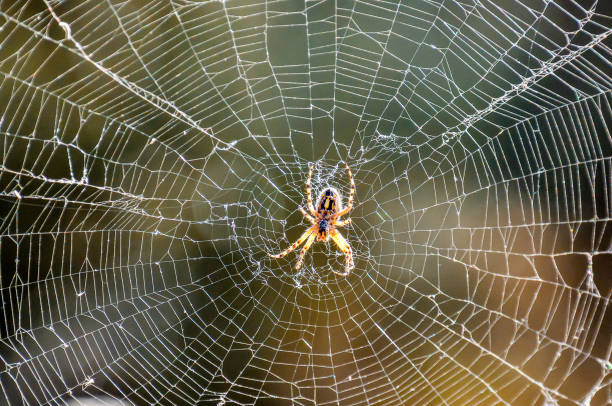 istock A spider is sitting in the center of a spider web 2179527333