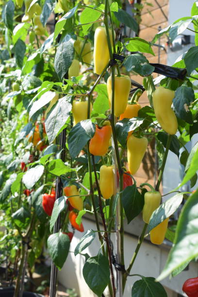 istock yellow and orange chili 2179529699