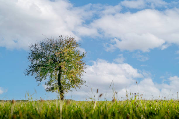 a lonely pear tree against the autumn sky