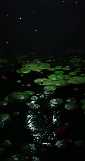 istock Lotus Flower In Pond 2179530927