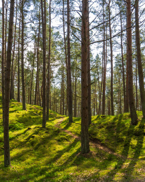 istock Coniferous forest illuminated by golden rays sun. Sun rays penetrate through trees onto green grass, illuminating tree branches. 2179532191