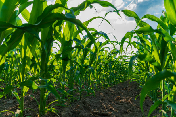 istock Vibrant corn plants stretch skyward in a thriving field, catching sunlight as they flourish. The rich green foliage indicates healthy growth in warm summer weather 2179532249