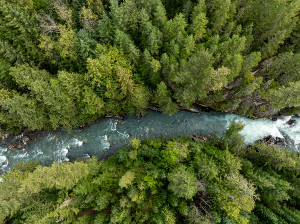 istock Bird's-eye view of wild river in forest 2179532786