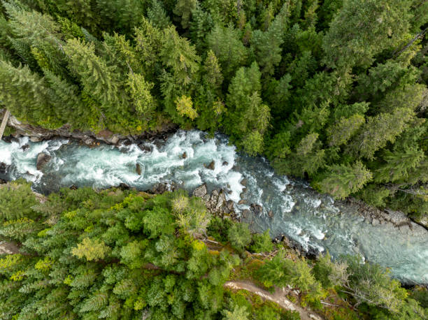 istock Bird's-eye view of wild river in forest 2179532794