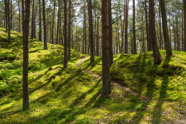 istock Coniferous forest illuminated by golden rays sun. Sun rays penetrate through trees onto green grass, illuminating tree branches. 2179533807