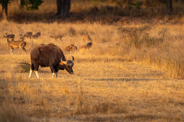 wild male Gaur or Indian Bison or Bos Gaurus feeding or eating grass in grassland habitat and spotted deer family in background in kanha national park forest safari tiger reserve madhya pradesh india stock photo