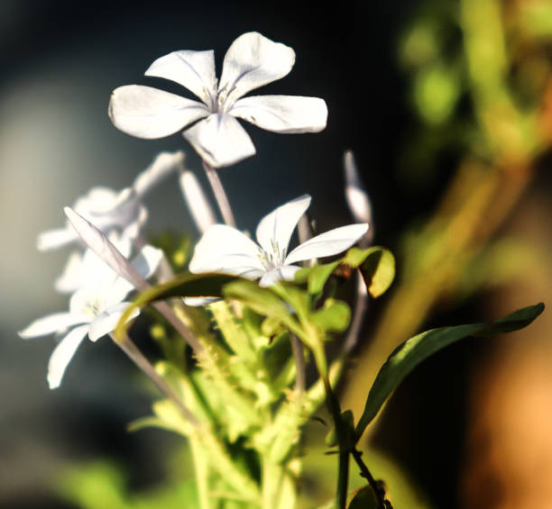 Plumbago zeylanica lovely plant on blurred background