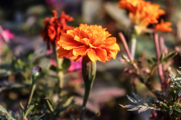 Very lovely orange marigold flower in blurred background