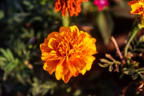 Very beautiful orange marigold flower