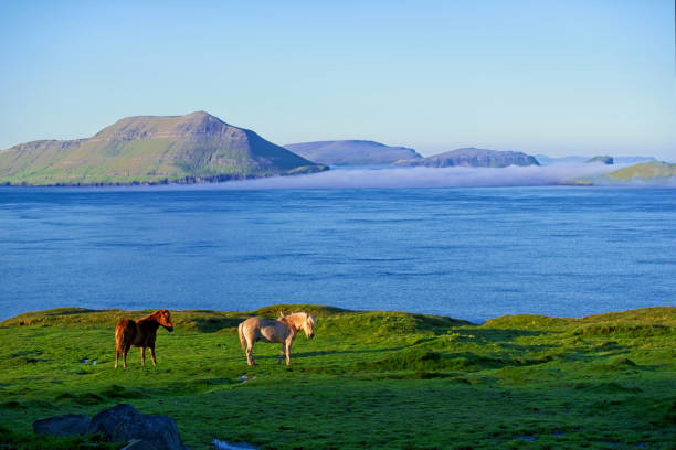 Horses are grazing in nature, Faroe Islands