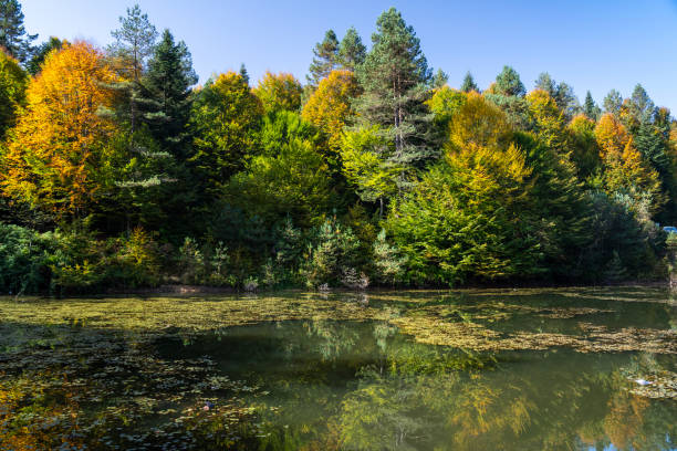 spring forest and lake view. forest view reflected in the lake