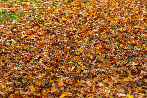 istock Colorful Autumn Leaves on the Ground 2179547824