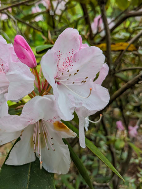 istock Pink Bud and Blooming White Azalea 2179549181