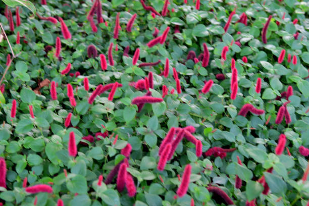 Acalypha Chamaedrifolia, also called Acalypha reptans, Dwarf chenille, Cat Tail, Acalypha pendula etc., is a compact, somewhat trailing evergreen shrub noted for its unusual and eye-catching crimson flower spikes. Free flowering, the blossoms are produced sporadically throughout the year. They stand out against the foliage of dark green, ovate leaves. [From Gardenia]