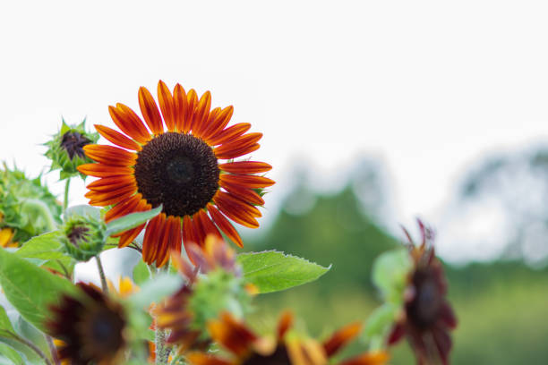 A stunning red sunflower stands out with its bright petals and deep brown center. The photo captures this unique variety of sunflower amidst a soft, blurred background, highlighting the vibrancy of the flower against a gentle contrast.