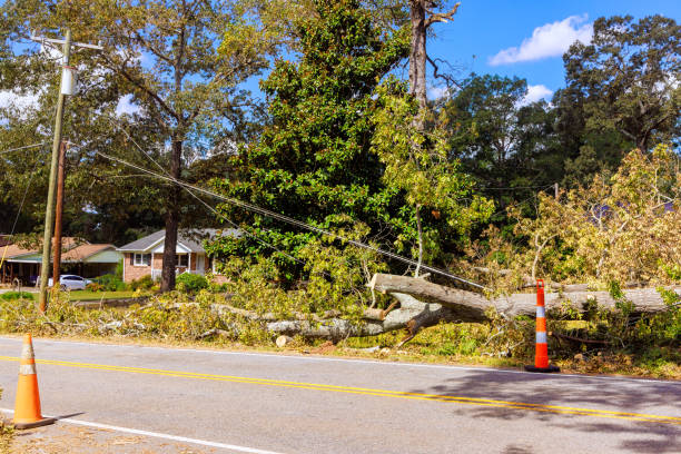 istock During stormy hurricane, strong winds uprooted tree at ground, causing damages to everything in a vicinity 2179554324
