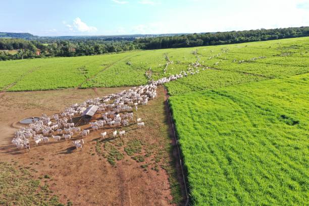 istock Beautifull aerial image of high intensive grass system project on Brazil. Beef cattle on pasture 2179557951