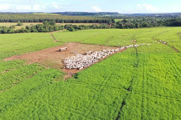 istock Beautifull aerial image of high intensive grass system project on Brazil. Beef cattle on pasture 2179557965