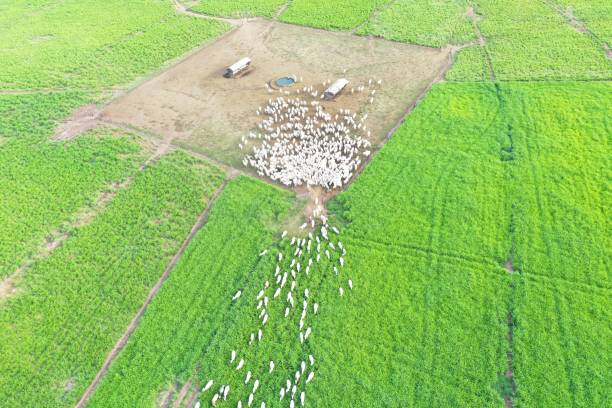 istock Beautifull aerial image of high intensive grass system project on Brazil. Beef cattle on pasture 2179558015