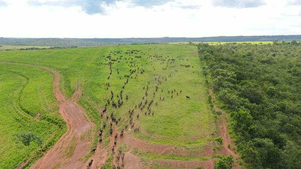 istock Beautifull aerial image of high intensive grass system project on Brazil. Beef cattle on pasture 2179558028
