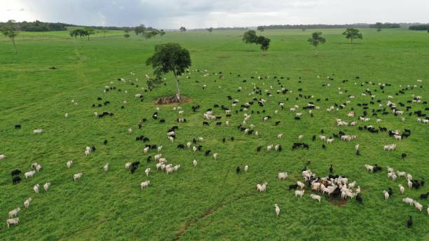 istock Beautifull aerial image of high intensive grass system project on Brazil. Beef cattle on pasture 2179558708