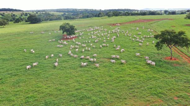 istock Beautifull aerial image of high intensive grass system project on Brazil. Beef cattle on pasture 2179558721