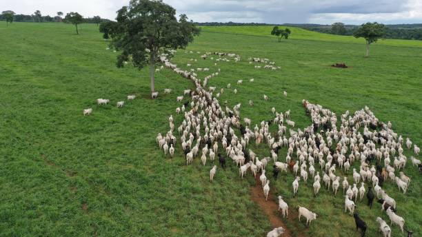 istock Beautifull aerial image of high intensive grass system project on Brazil. Beef cattle on pasture 2179559192
