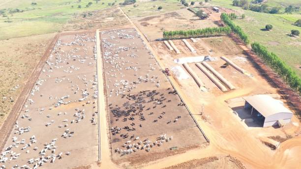 istock Aerial image of intensive feedlot system beef cattle. Meat production system 2179559452