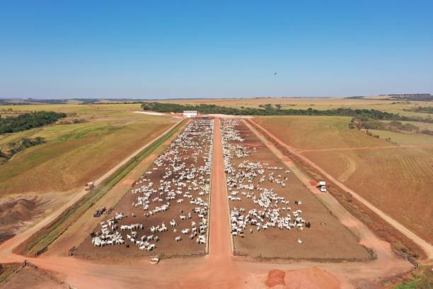 istock Aerial image of intensive feedlot system beef cattle. Meat production system 2179559454