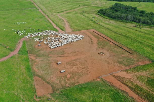 istock Beautifull aerial image of high intensive grass system project on Brazil. Beef cattle on pasture 2179559482