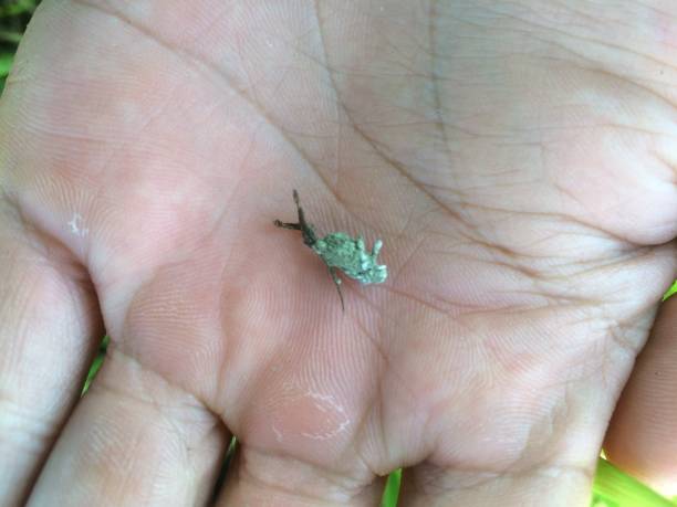 istock Spittlebugs leafhopper under biological controlling by  Metarhizium anisopliae on intensive grass system 2179559500