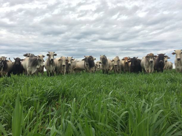 istock Beautifull  image of grass pasture intensive beef cattle on high intensive project on Brazil 2179559525