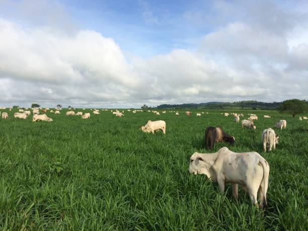 Beautifull  image of grass pasture intensive beef cattle on high intensive project on Brazil