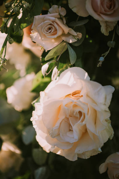 Wedding Rings and roses