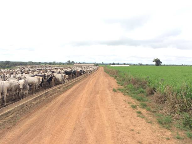 istock Both feedlot and grass system production on livestock Intensive 2179560414