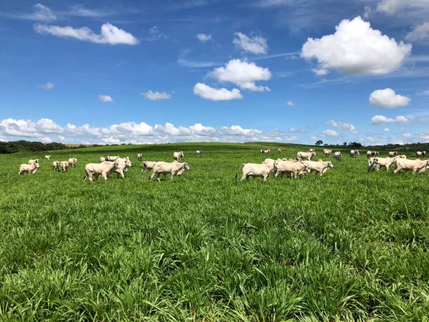 istock Beautifull  image of grass pasture intensive beef cattle on high intensive project on Brazil 2179560501